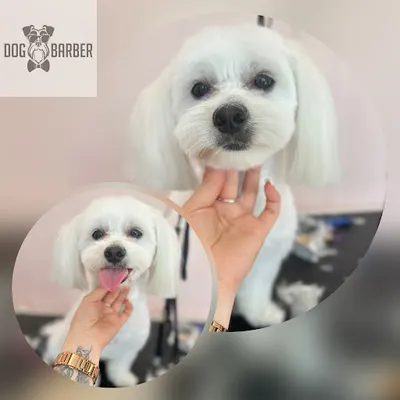 Dog Barber - Salon Pielęgnacji Zwierząt